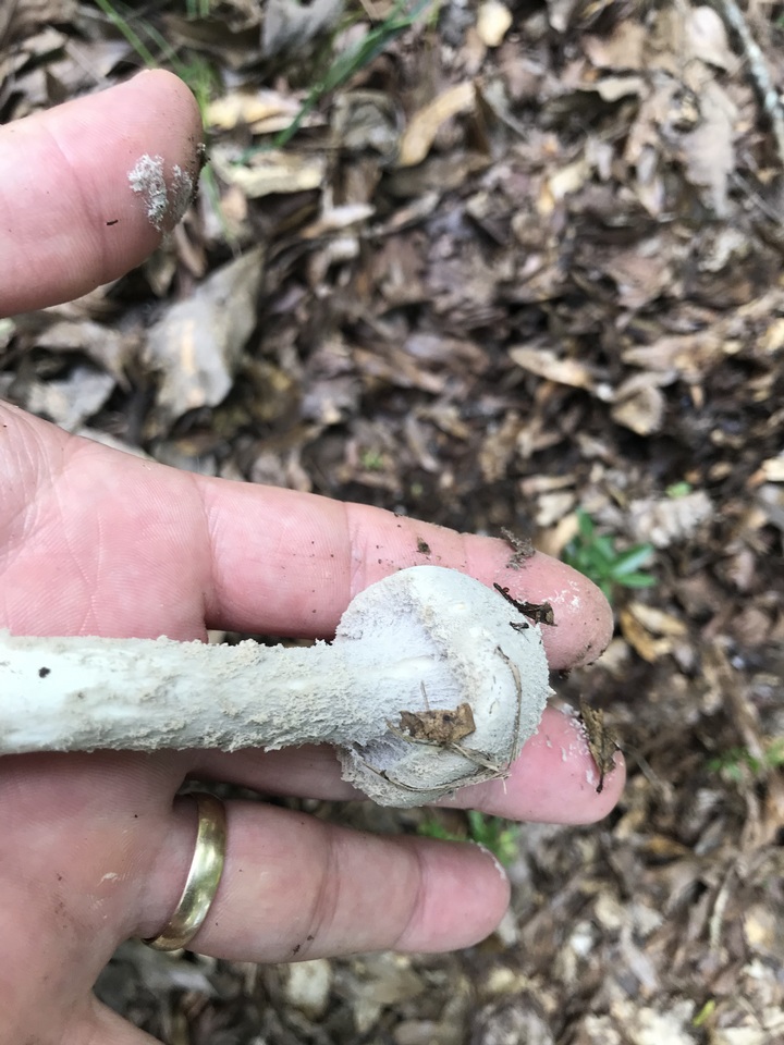 Amanita tephrea image