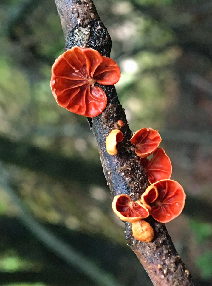 Anthracophyllum discolor image