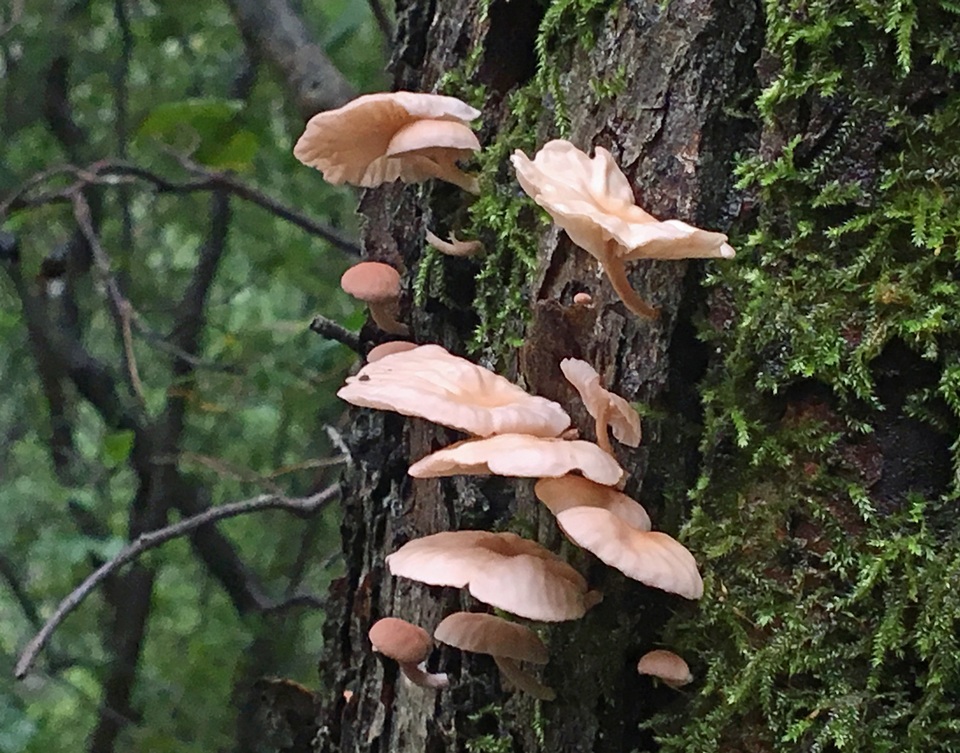 Marasmiellus alliiodorus image