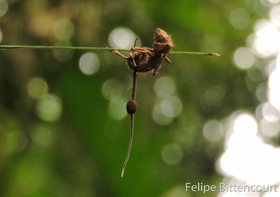 Ophiocordyceps camponoti-atricipis image