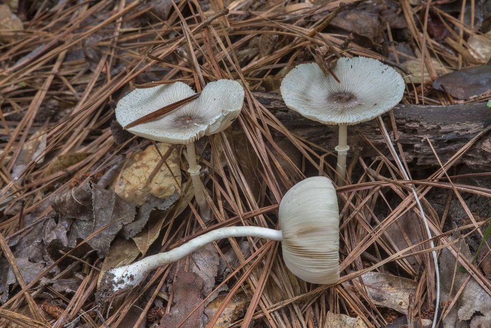 Leucocoprinus longistriatus image