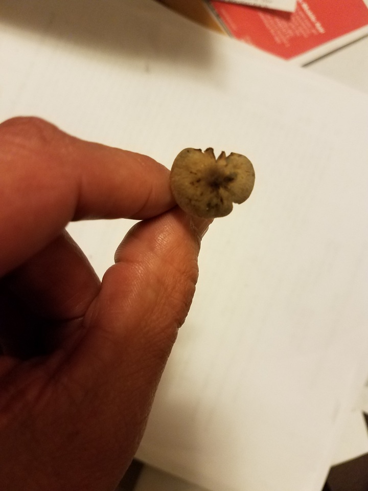 Psilocybe tampanensis image