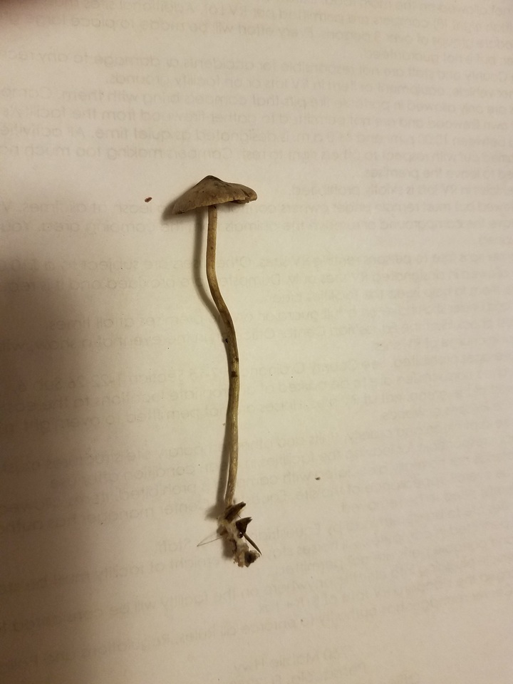 Psilocybe tampanensis image