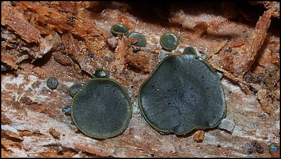 Catinella olivacea image