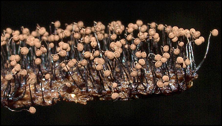 Cribraria cancellata var. cancellata image