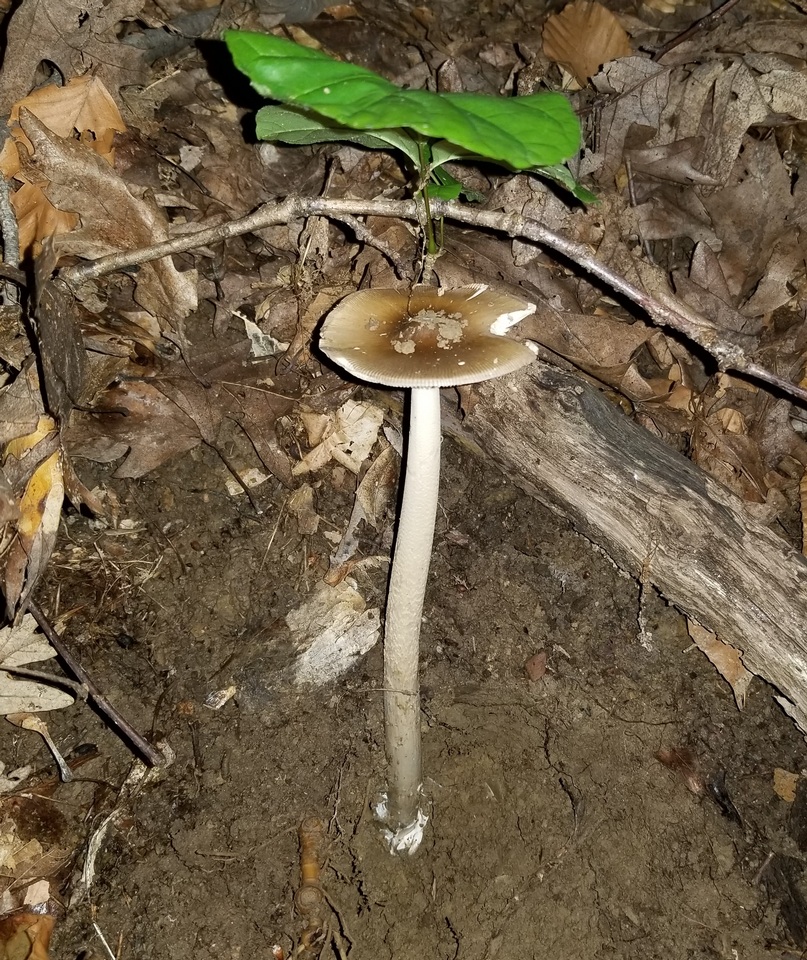 Amanita sect. Vaginatae image
