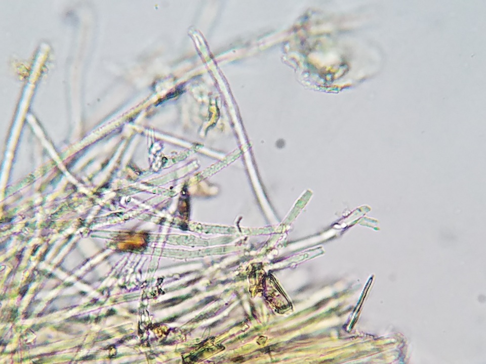 Lachnellula cervina image
