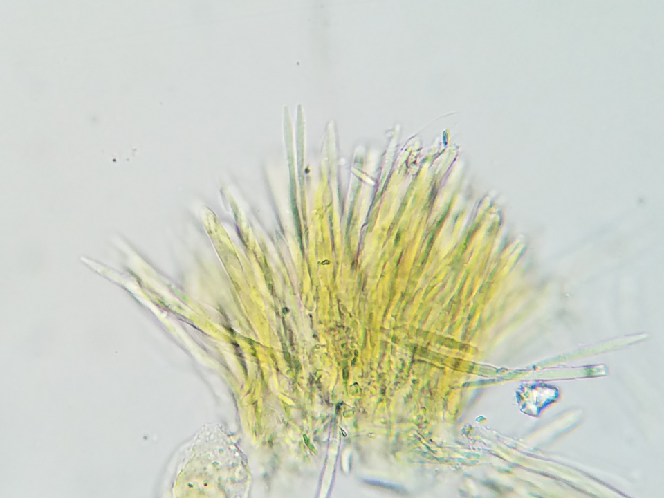 Lachnellula cervina image