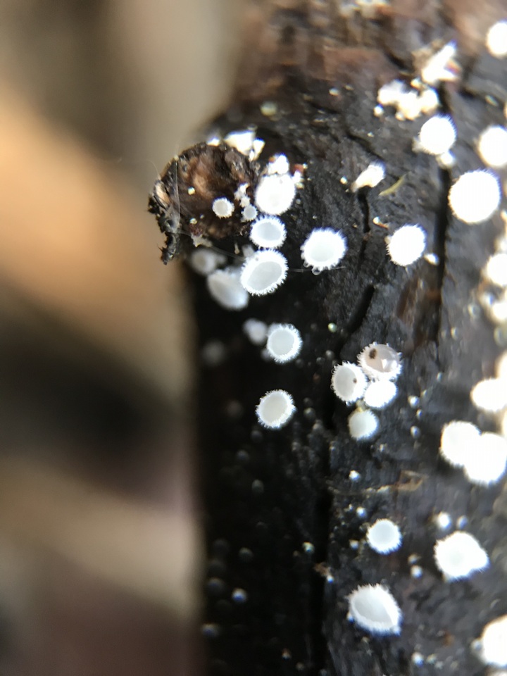 Lachnellula cervina image