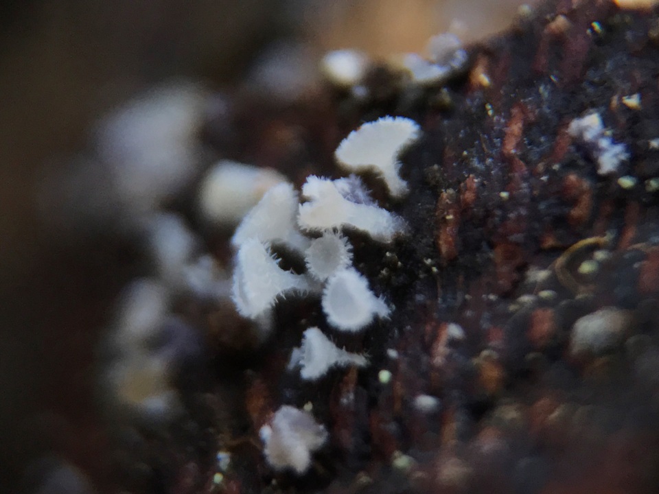 Lachnellula cervina image