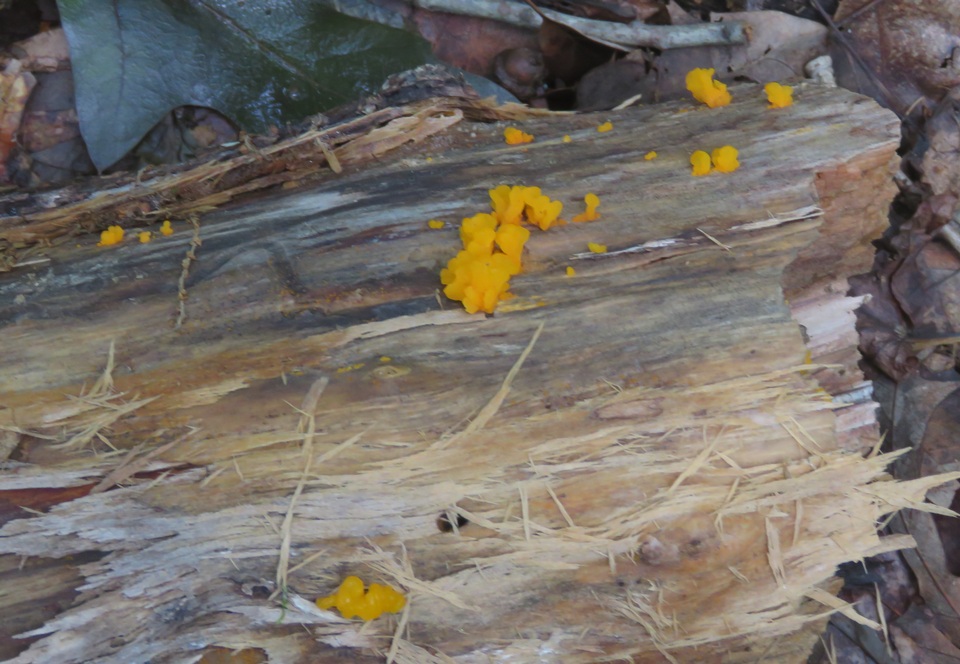 Tremella mesenterella image
