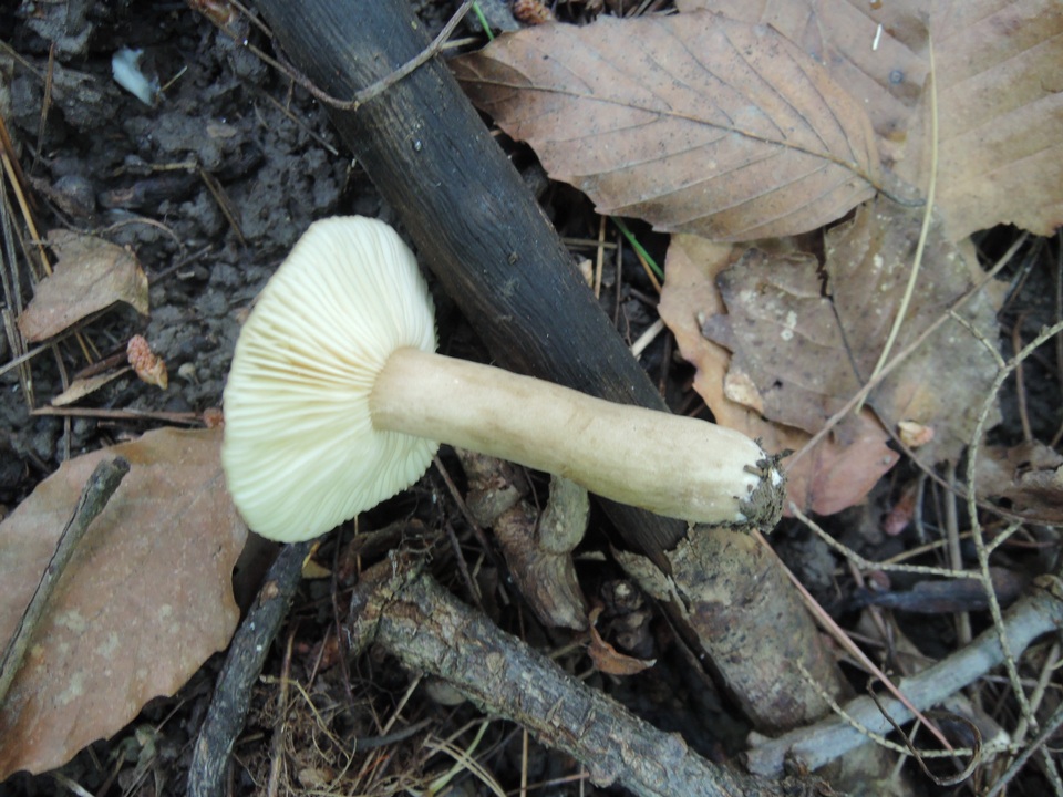 Lactarius fuliginosus image