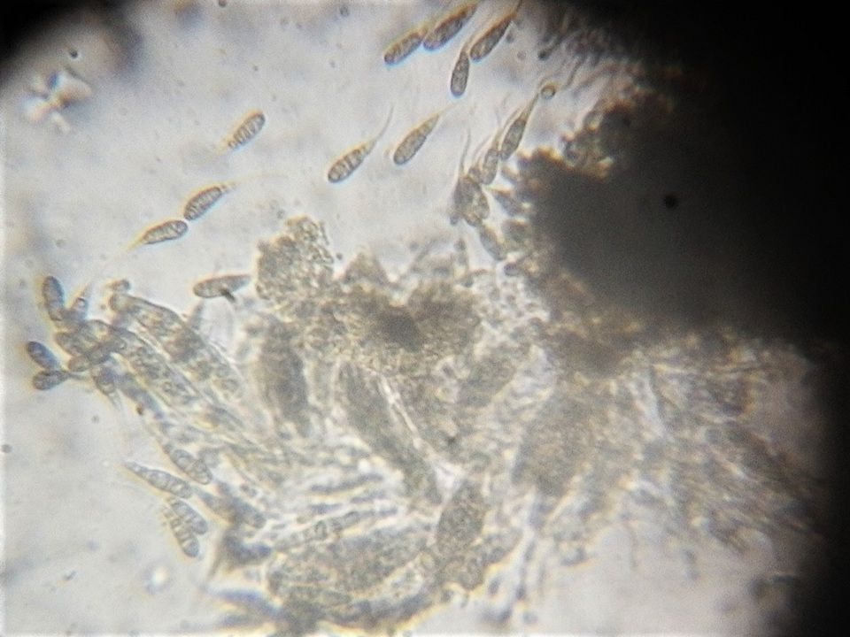 Rebentischia massalongii image