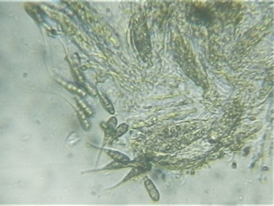 Rebentischia massalongii image