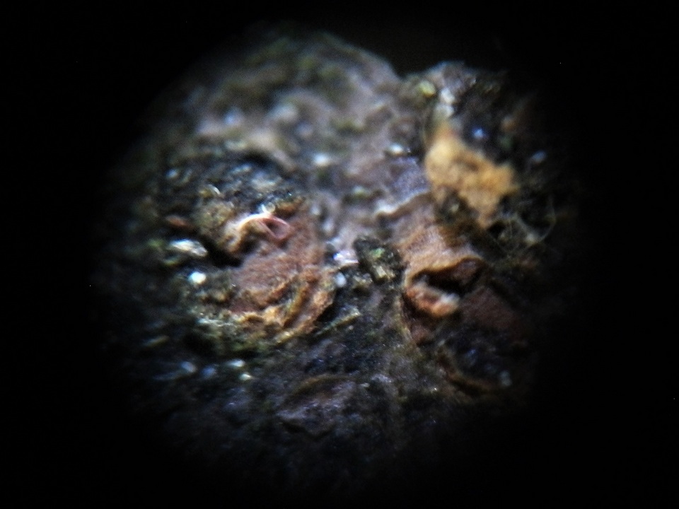 Rebentischia image
