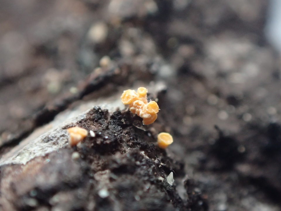 Bisporella resinicola image