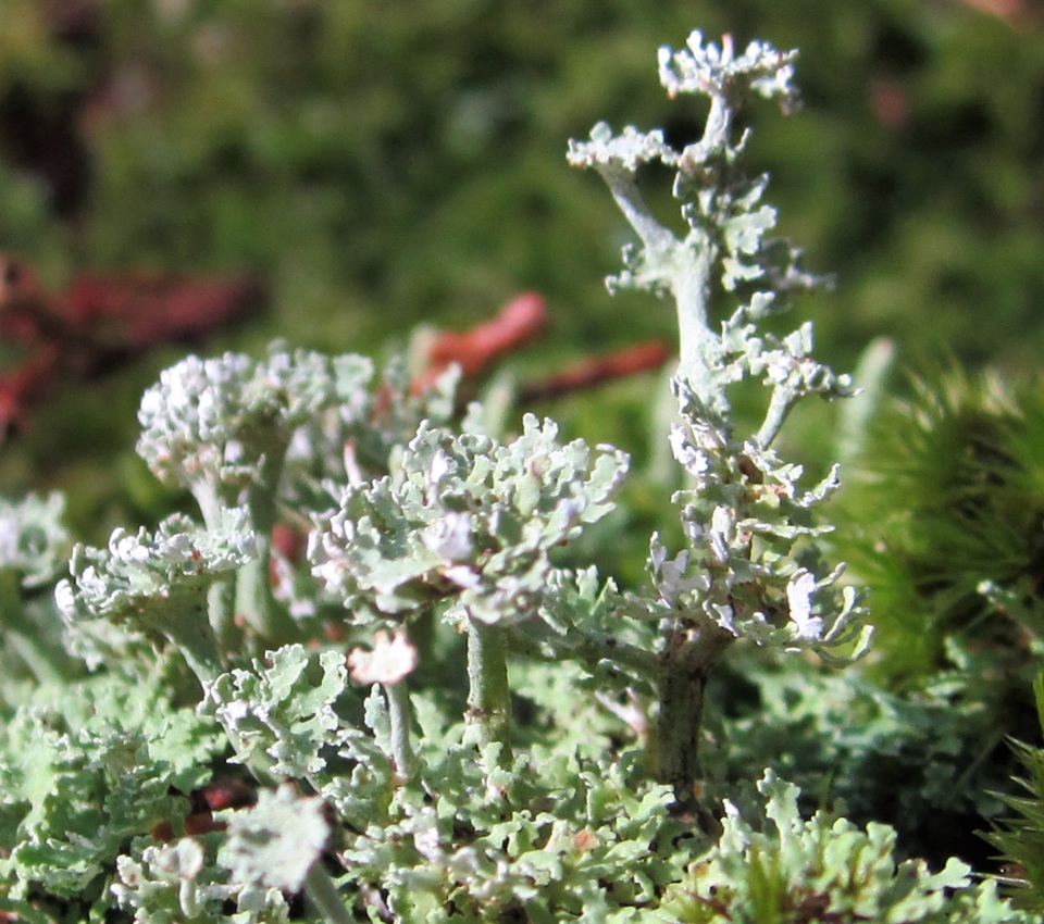 Cladonia subcervicornis image