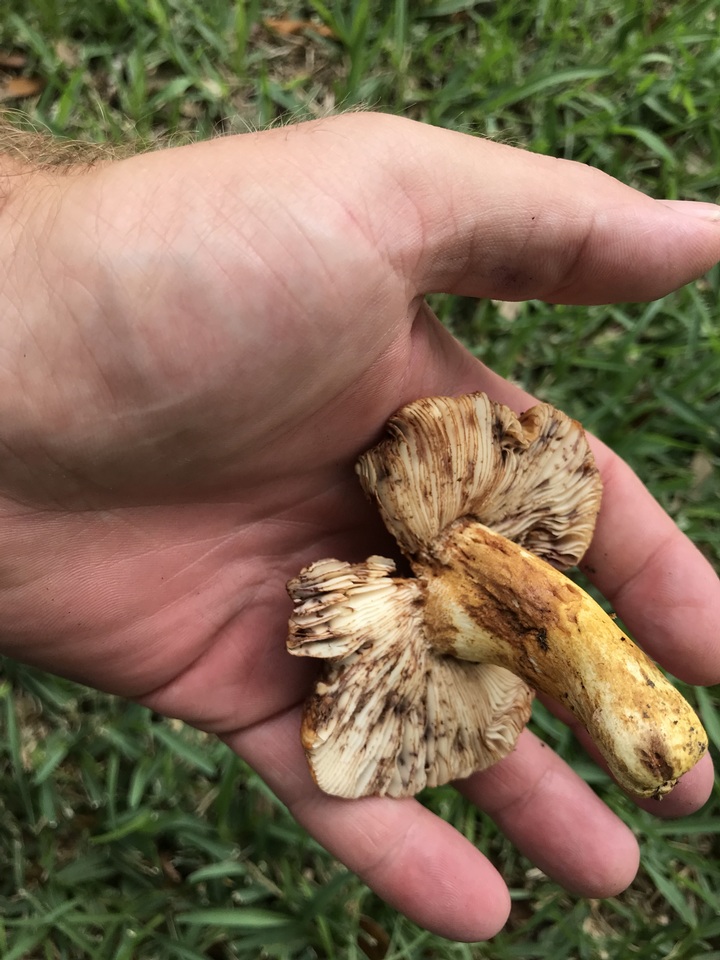 Russula mutabilis image