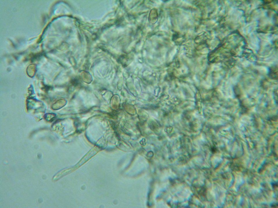Pholiotina intermedia image