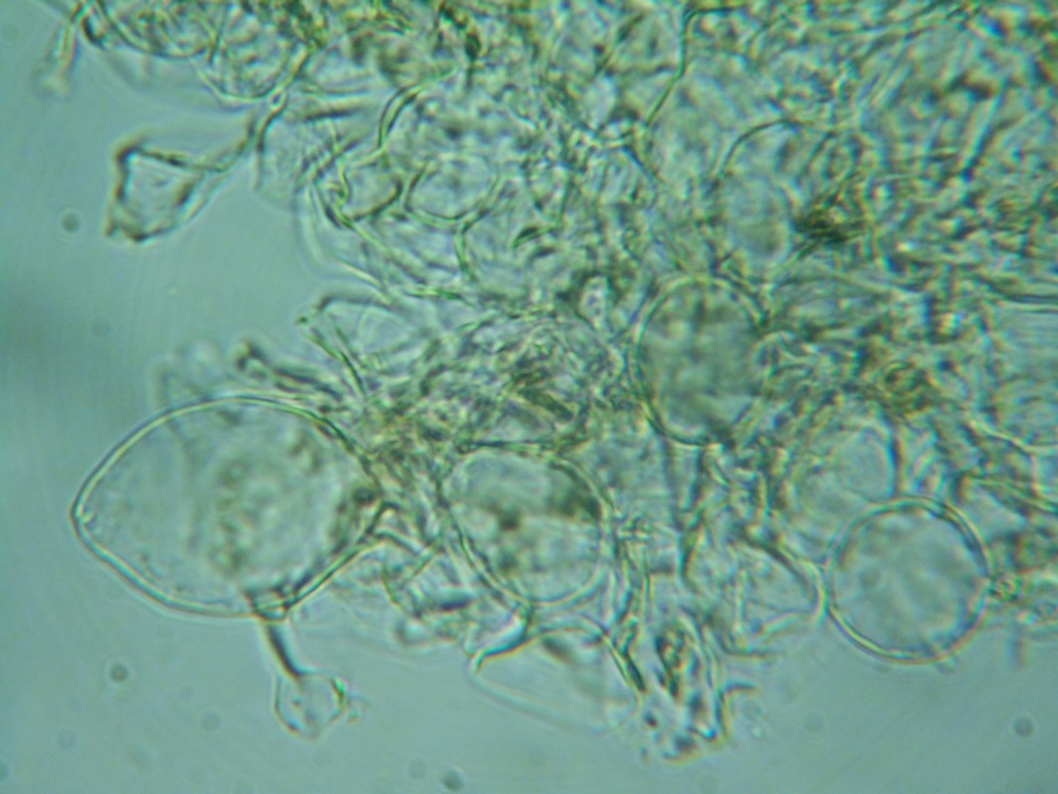 Pholiotina intermedia image