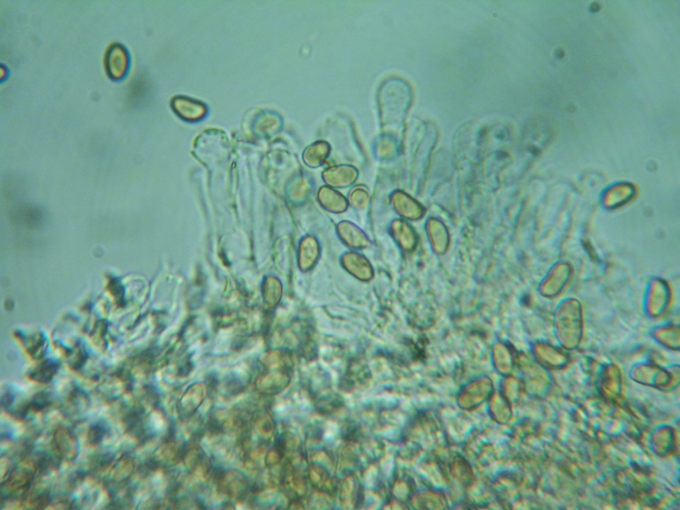 Pholiotina intermedia image