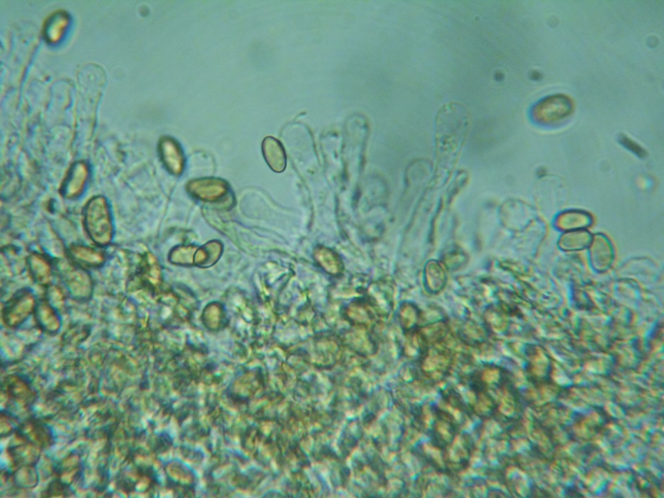 Pholiotina intermedia image