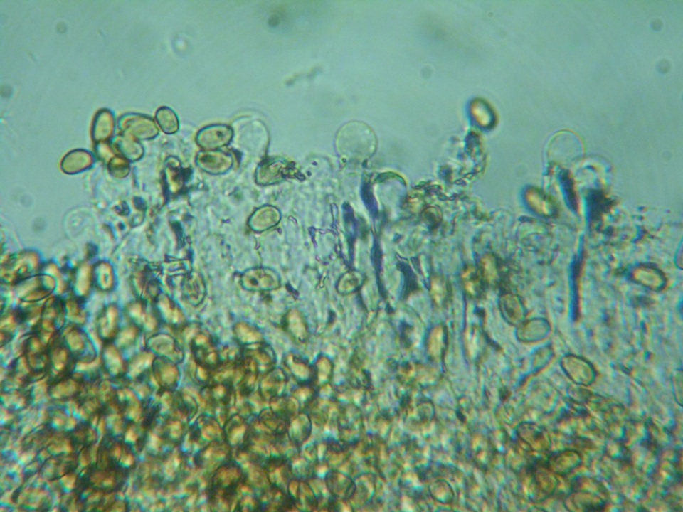 Pholiotina intermedia image