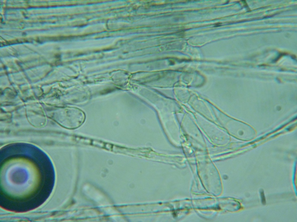 Pholiotina intermedia image