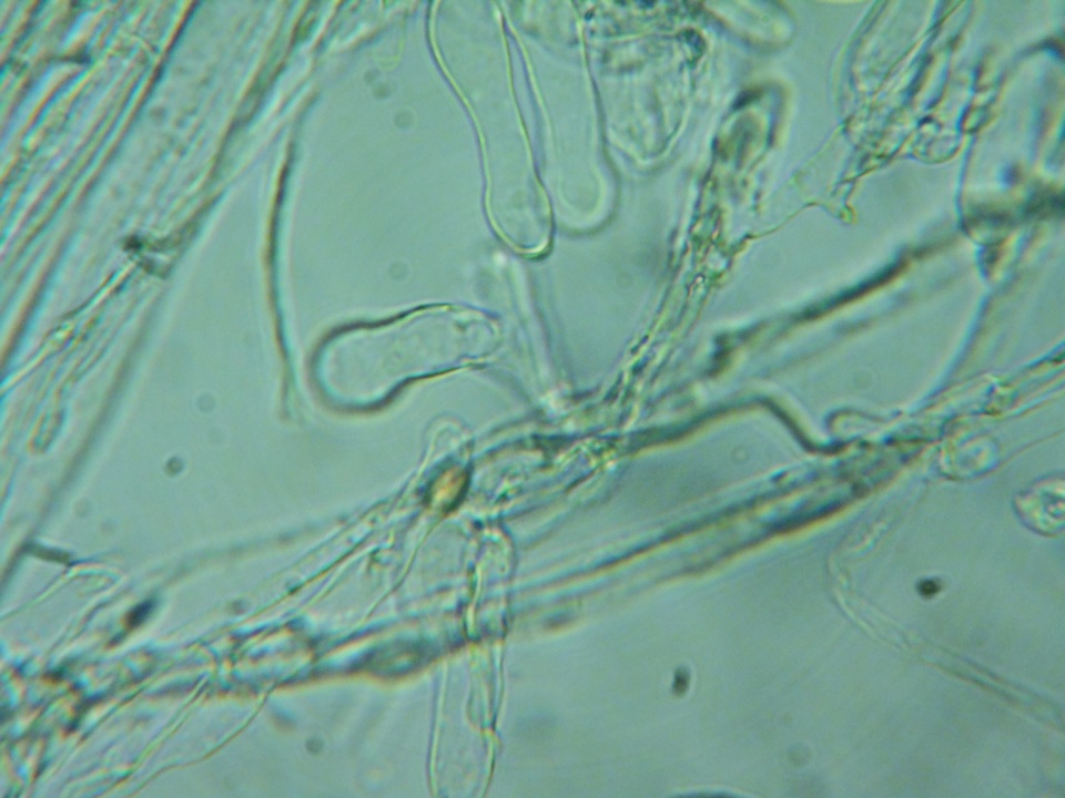 Pholiotina intermedia image