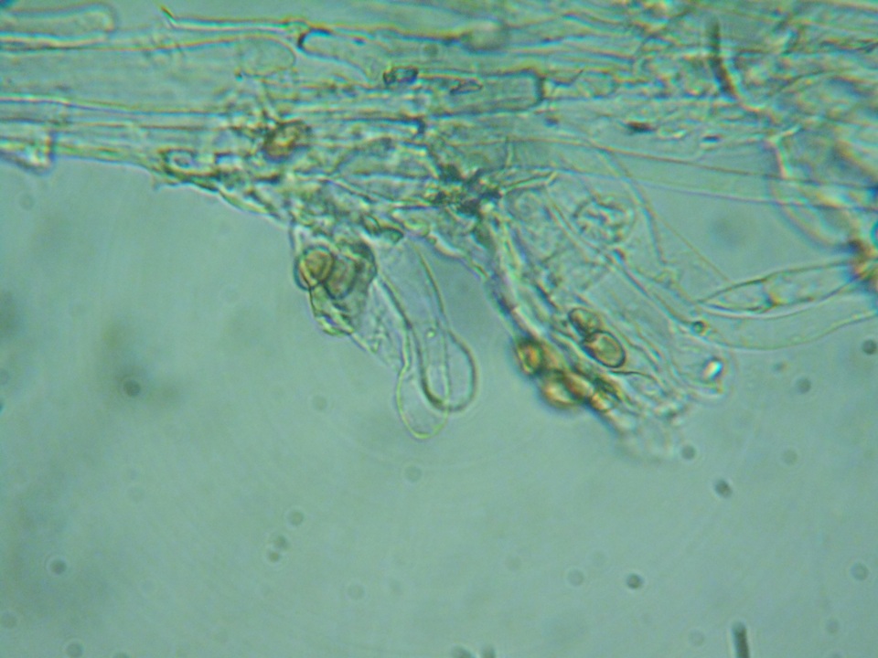 Pholiotina intermedia image