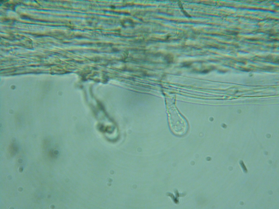 Pholiotina intermedia image