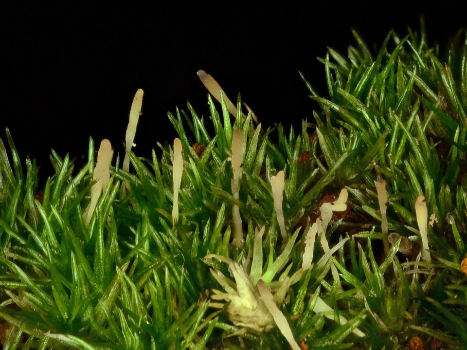 Eocronartium muscicola image
