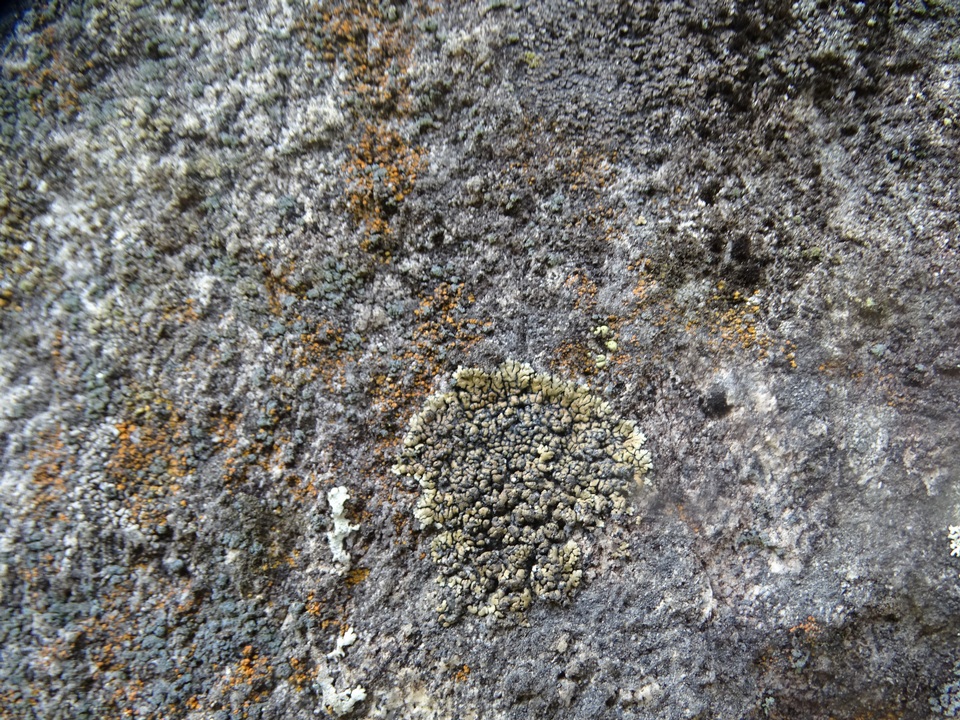 Lecanora pseudomellea image