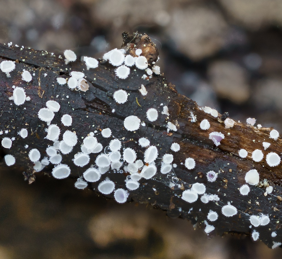 Lachnellula cervina image