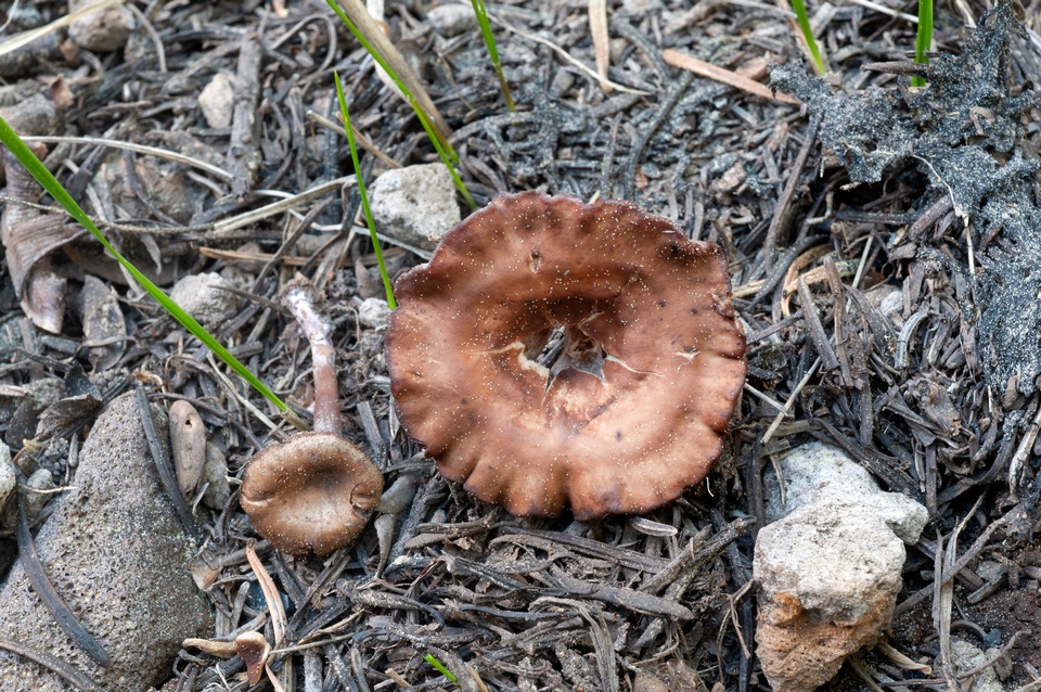 Pseudoomphalina angelesiana image