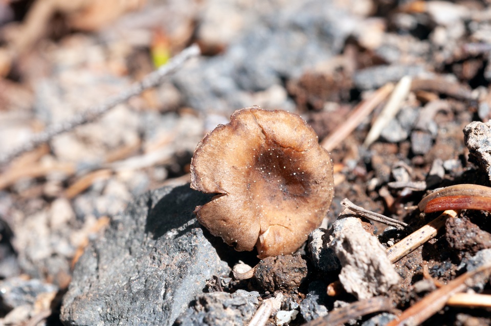 Pseudoomphalina angelesiana image