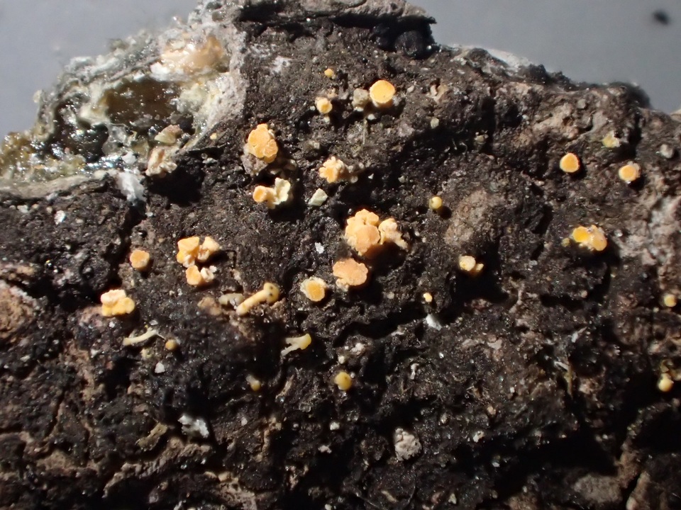 Bisporella resinicola image