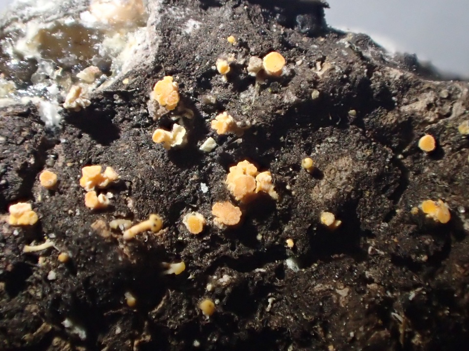 Bisporella resinicola image
