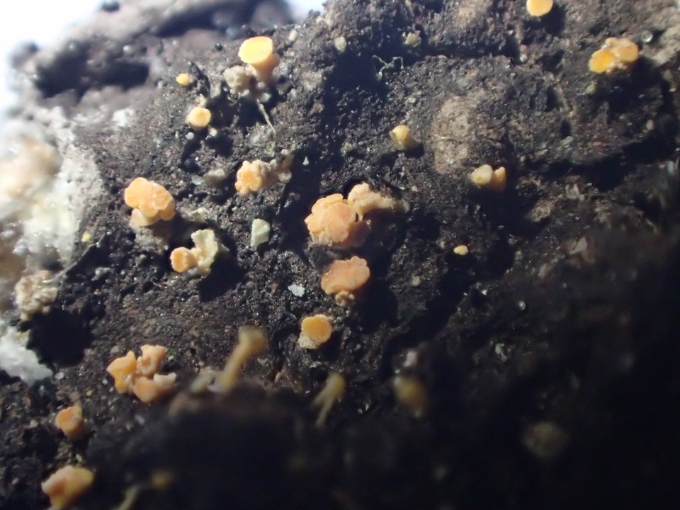 Bisporella resinicola image