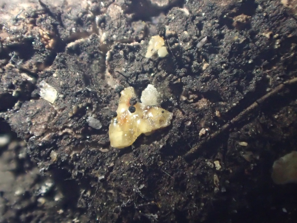 Bisporella resinicola image