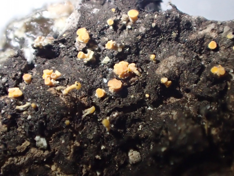 Bisporella resinicola image