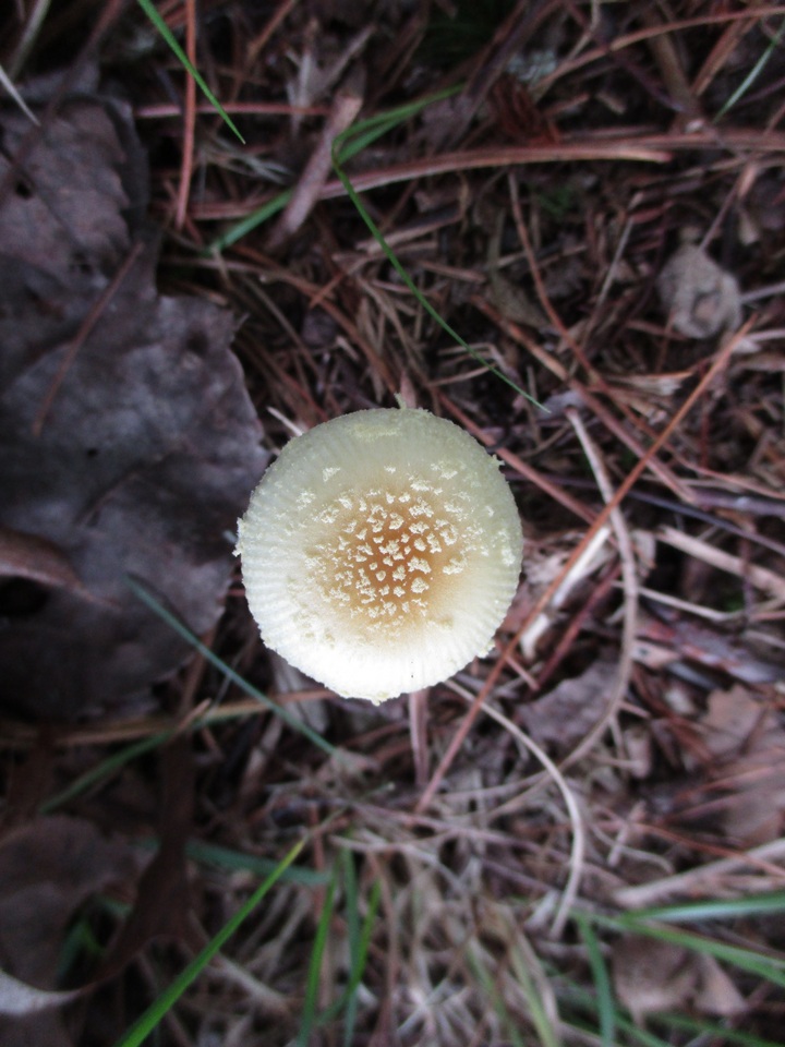 Amanita minutula image