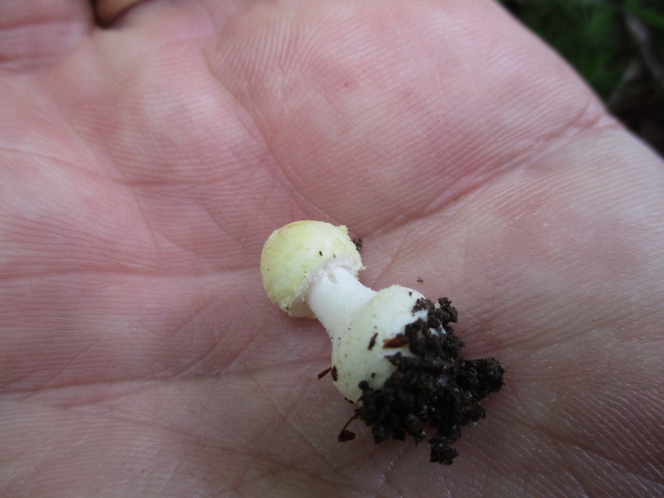 Amanita minutula image