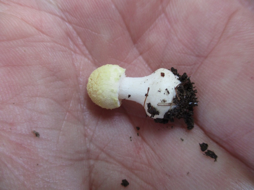Amanita minutula image