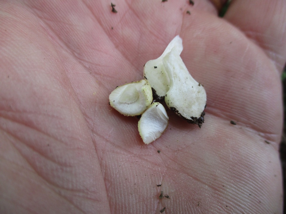Amanita minutula image