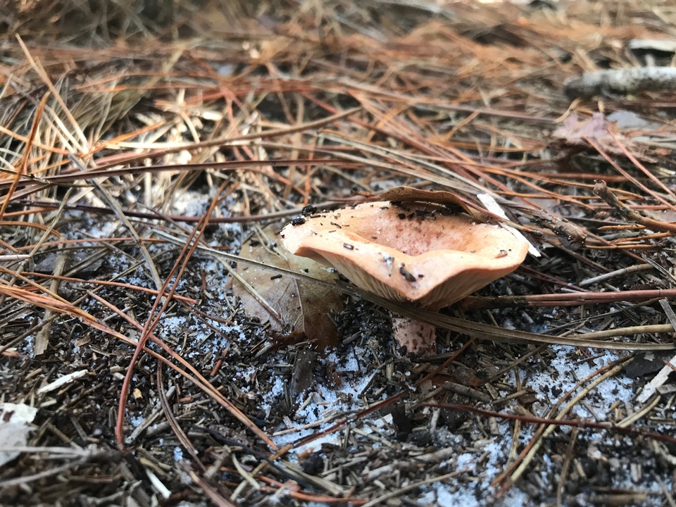 Lactarius floridanus image