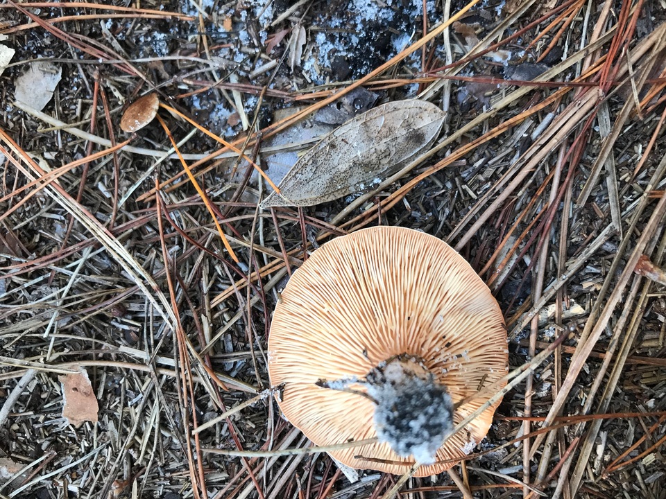 Lactarius floridanus image