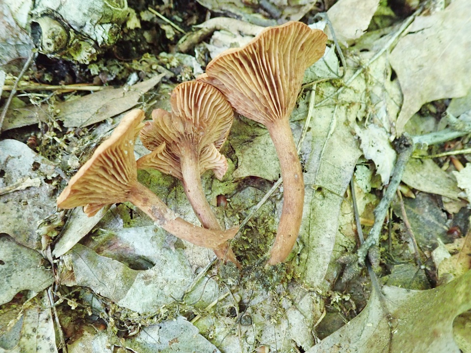 Lactarius areolatus image