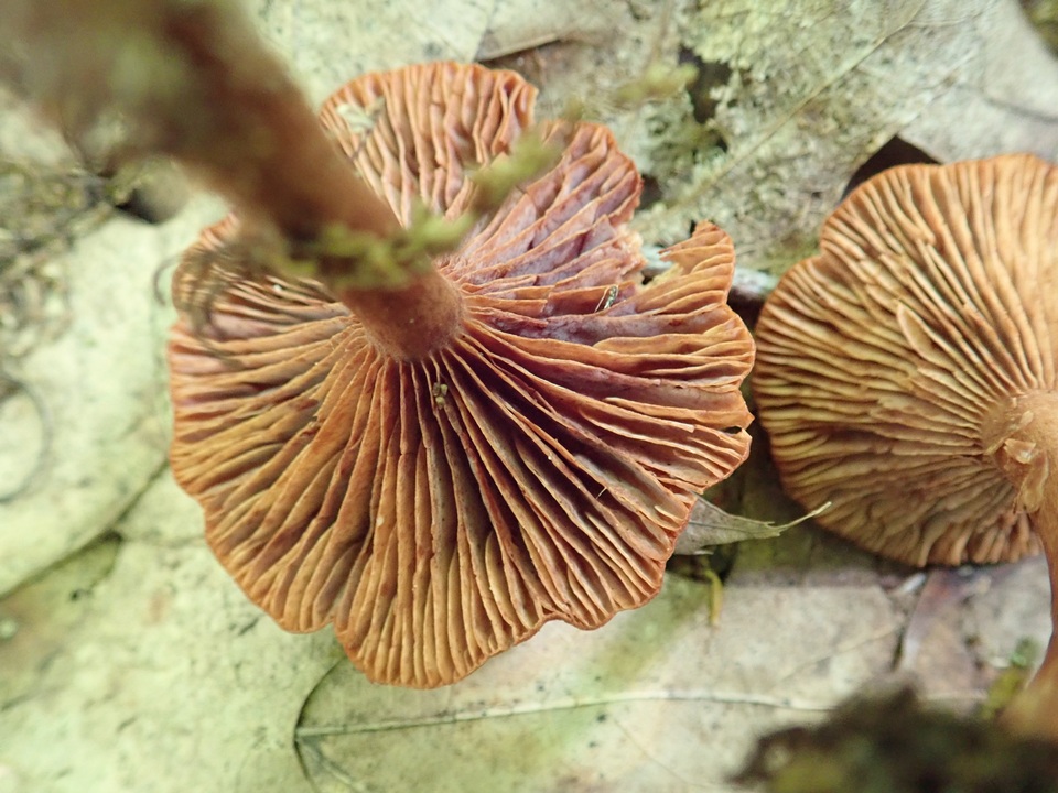 Lactarius areolatus image