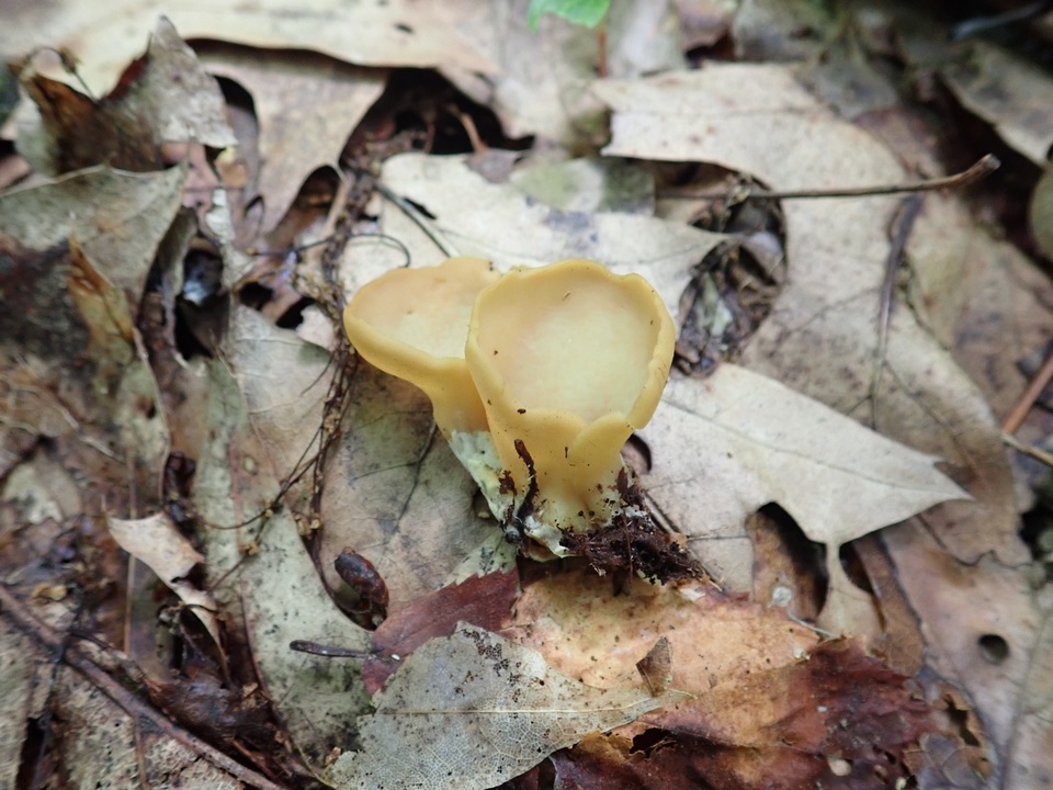 Otidea kauffmanii image